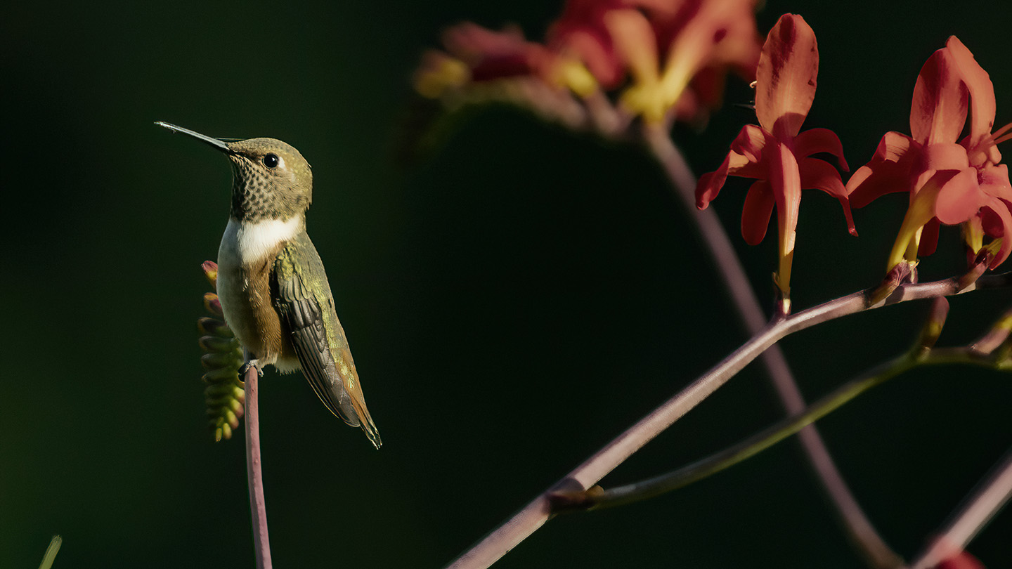 Washington Coast Humming Bird 19